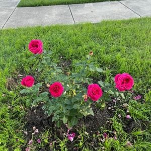 Meet your Posher, Sharon